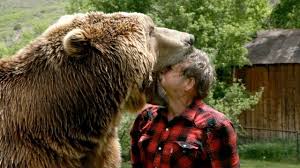 Wrestling A Grizzly Bear In My Garden Grizzly Bear Bear Bart The Bear