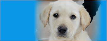 Maybe you would like to learn more about one of these? Monterey Bay Lab Rescue Mblrr Dedicated To Rescuing And Rehoming Labs And Lab Mixes From High Kill Shelters