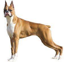 Ongoing discount, benefit from it now before its over. Compare Boxer Vs Doberman Difference Between Boxer And Doberman