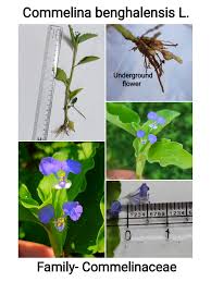 Image result for Commelina benghalensis