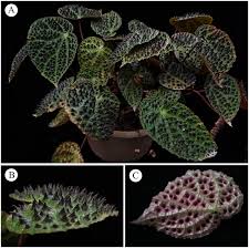 Image result for Begonia oxyloba