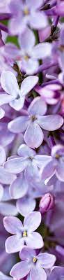 Gardenpictures Shop Redbubble Lilac Flowers Lilac Flowers