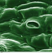 The plant may not set fruit. Stoma Wikipedia