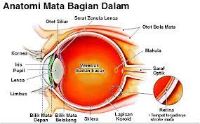 Göz küresinin ön bölümünde bulunan skleranın ön açıklığında bulunur. Operasi Pengambilan Donor Kornea Mata Cuma 15 Menit
