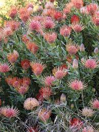 Beyond The Meadow South African Flowers African Plants Drought Tolerant Landscape
