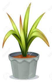 If a spore lands in a damp place, it germinates (sprouts) and grows into a new plant. Illustration Of A Non Flowering Plant On A White Background Royalty Free Cliparts Vectors And Stock Illustration Image 17896391