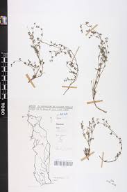 Image result for Euphorbia polycnemoides