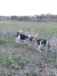 Satilik Beagle Yavru Kopekler Kopek Ilanlari Merkez Izmir Ilan