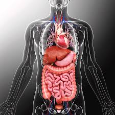 Image result for internal organs