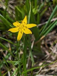 Image result for Hypoxis urceolata
