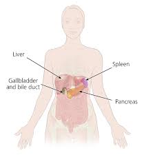 Image result for pancreas location