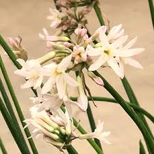 Image result for Tulbaghia friesii