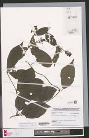 Image result for Rutidea