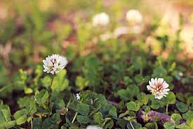 Maybe you would like to learn more about one of these? 9 Edible Flowers