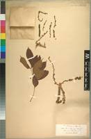 Image result for Lannea schimperi