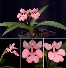 Image result for Habenaria petitiana
