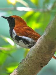 Amani Robin Jp Birdquest Tours Com Pet Birds Beautiful Birds Wild Birds