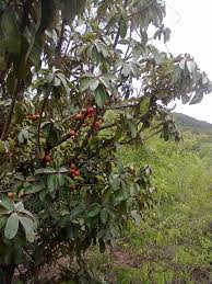 Image result for Vitellariopsis kirkii