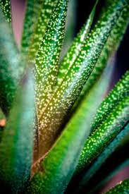 Image result for Aloe mossurilensis