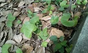 Image result for Centella glabrata