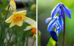 Close up of a red fox standing in the garden with flowers, spring in uk. Top 25 Flowers To Plant For Spring The Telegraph