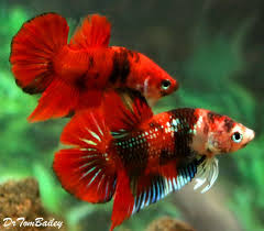 The minimum order quantity (moq) is 43 fishes. Premium Male Rare Galaxy Koi Plakat Betta Betta Pet Fish Cool Fish