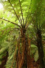 Image result for Cyathea cf. humilis