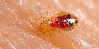 How bed bugs grow and reproduce. Get Rid Of Bed Bugs Fast Essex Pest Control Pest Id
