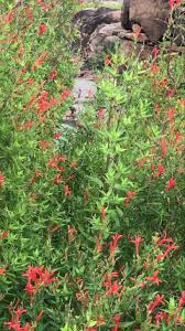 Image result for Anisacanthus