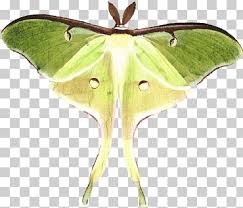 Luna moth (actias luna) by wuvie. Luna Moth Png Images Klipartz