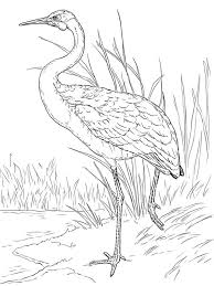 Animal Templates Free Premium Templates In 2020 Bird Drawings Bird Coloring Pages Bird Art