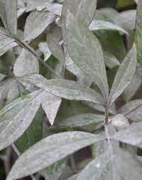 Leaf spot and blight disease of tree peony (paeonia suffruticosa andr.) was found in an apartment garden in daegu in may 2003 for the first time the causal organism was identified as phytophthora cactorum (leb. Curing Diseases In Your Peony Bushes