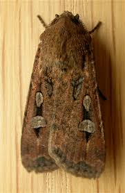 If that doesn't work, a bug bomb, although toxic to the moths, will be perfectly safe for you 4. Bogong Moth Wikipedia