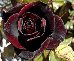 Black Flowers Real Black Roses Black Flowers Rose Seeds
