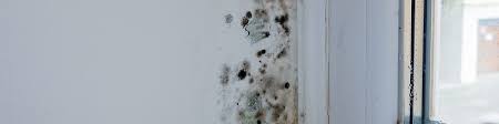 Molds are part of the natural environment, and can be found everywhere, indoors and mold is not usually a problem, unless it begins growing indoors. Found Mold In Your Apartment Here S What To Do Millionacres