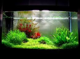 Pin By Rani Golan On Garden Aquascape Nature Aquarium Planted Aquarium Aquatic Plants