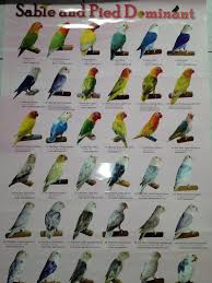 We did not find results for: Mutaciones African Lovebirds Love Birds Pet Love Birds