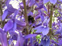 Image result for Lobelia fervens