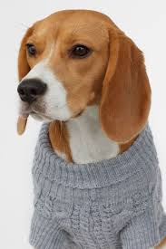 Camisola De Cao Malha Torcidosmodel Corgi Beagle Animals