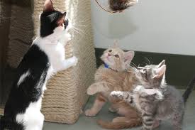 Rehome my dog, cat or other pet. How To Tell If A Shelter Is No Kill Paws Chicago