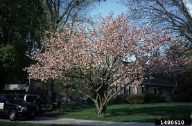 Image result for Prunus serrulata