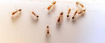 Therefore, if you think you are on the brink of an infestation. Pest Control In Dubai Book Pest Control Services Online