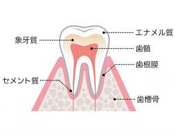 これって知覚過敏 食べると歯にしみる時の対処法 アンファーからだエイジング 専門ドクター監修