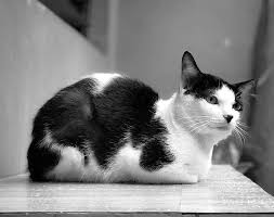 My Name Is Luna I Live On The Second Floor I Live Upstairs From You Yes I Think You Ve Seen Me Before Photography In Black And White Cat P