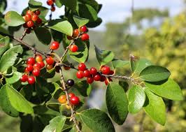 Image result for Bridelia