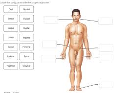 At the level of the pelvic bones, the abdomen. Solved Label The Body Parts With The Proper Adjective Or Chegg Com
