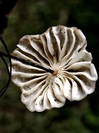 Image result for Marasmius siccus