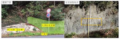 化石種を一挙に9種発見：クモヒトデが新たな環境指標生物となる可能性 - 東京大学 大学院理学系研究科・理学部