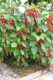 Image result for Acalypha segetalis
