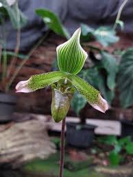 Image result for Brachycorythis angolensis